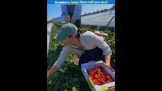 🍓 The fun of picking strawberries yourself in Australia! 🇦🇺✨