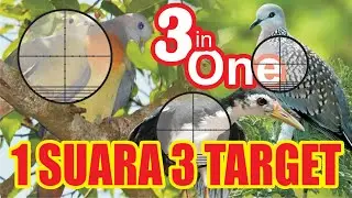 SUARA PIKAT TANPA IKLAN || PUNAI || TERKUKUR || RUAK RUAK