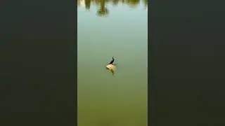 Beautiful bird #lake