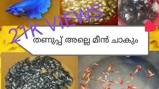 തണുപ്പ് അല്ലെ മീൻ ചാകും, ചാകാതെ ഇരിക്കാൻ ഉള്ള ചെറിയ ടിപ്പുകൾ