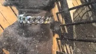Capone | Luxury Gold Dog Collar | BIG DOG CHAINS&reg;