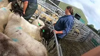 GIVING THE SHEEP A BATH! IT'S DIPPING TIME!