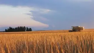 Химия пива &ndash; Раздел 4 &ndash; Уголок пивовара: Соложение и сушка I