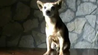 Ciccio scende in campo
