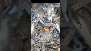 Beginilah cara aku mencari kepiting rajungan di laut