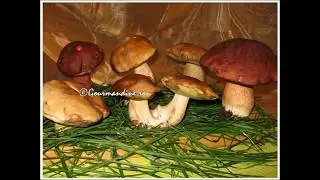 Hribi - Pitoance - Mănătărci - Gourmandine
