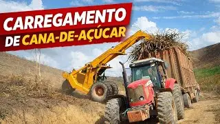 Carregadeira Bel No Transporte De Cana De Açúcar 