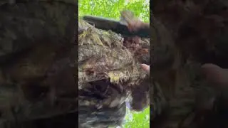 Turkey Hunter Attacked by Raccoon #hunting #bonecollector #turkeyhunting