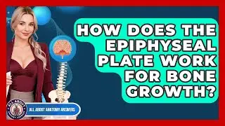 How Does The Epiphyseal Plate Work For Bone Growth? - All About Anatomy Answers