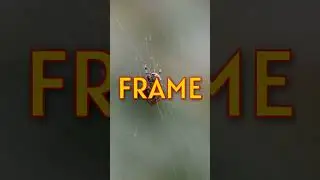 How do spiders spin webs?