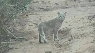Pampas Cat...Probably