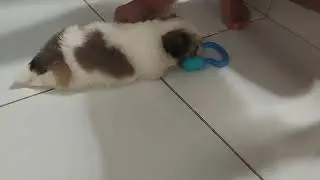 olha meu cachorro o biorne