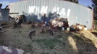 Gray fox family clips 6 13 2022
