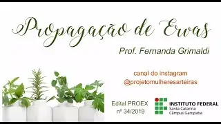 Propagação de Ervas - Alecrim, manjericão, orégano, hortelã. Aprenda a fazer estaquia e sementeira.