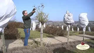 Rosenschnitt im Frühjahr - Stammrosen