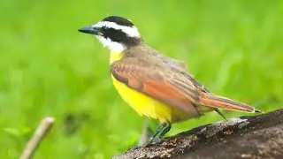 Bird Identification: Great Kiskadee