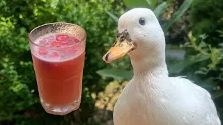 I Made My Pet Duck A Pink Drink