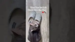 Cute cat found comfort in my shoes&hellip; my heart can&rsquo;t handle this 🐱💔#catlove#shorts#shortsfeed