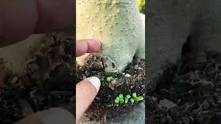 Desert Rose Caudex Posterity #desertrose #caudex #youtube