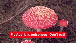Mushrooming in NSW State forests