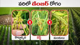 వరిలో తెగులు నివారణ | Control of False Smut in paddy