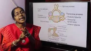 Lecture On Cervical Vertebrae