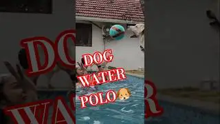 I'd Do It Over & Over🐾 For This Kind Of Love.🐶.#dogsofyoutube,#petjoy,#furrbabies,#doglover,#dog