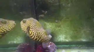 arothron stellatus yellow