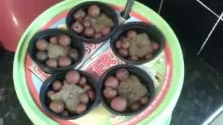 Cheap DIY Deep water culture hydroponics: Hydroponics experiment Report 1