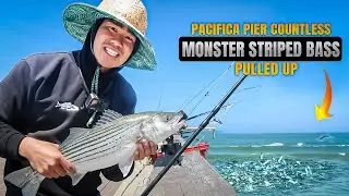 CRAZY day at Pacifica Pier! 😱 MONSTER 🐟 striped bass nonstop 🔥 Unbelievable fishing action! 🌊