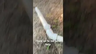 Bumber tree cult member