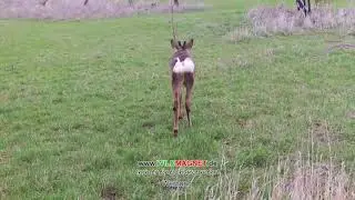 Wildmagnet Wildlockung