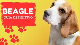 SAIBA TUDO SOBRE O ADOR&Aacute;VEL BEAGLE