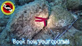 Scuba Diving - Silent Explorers dive center- Turtle bay - Kos Island Greece - Create great memories!