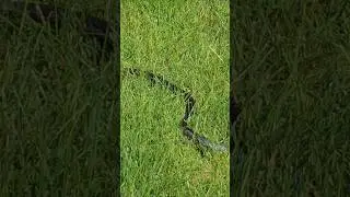 #snake #reptile #wildlife