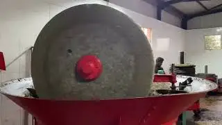 Olive oil process in Lebanon the traditional way