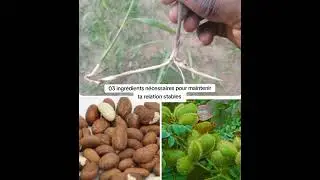 Natural tip for sexual weakness, soft erection, sexual impotence +22990475869