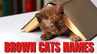 Cat Names for Brown Cats 2024|Brown Cat Names