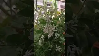 Juhi Flower Plant ☘️ #juhi #flower #plant #scented #jui #jasminemolle #lataslifeyt #shorts