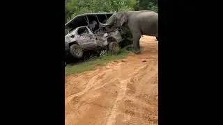 Elephant attack Yala National Park #shorts #tranding #elephantattack #elephant #yalanationalpark