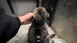 日常照顾流浪猫狗，累累累