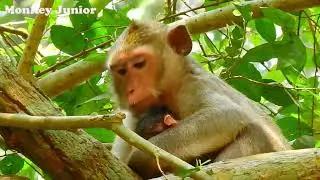 Monkey mom Piper just give a birth, Newborn baby hugs mom carefully to get milk