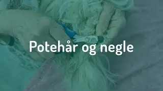 Lær at klippe potehår og negle på din hund
