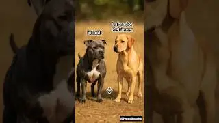 Asombrosa fusi&oacute;n Pitbull + Labrador Retriever que no te puedes perder! 🐶🔥 | Fusion Canina