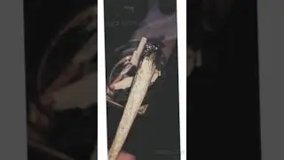 🍁Marijuana🍁 major lazer s nucleya JADI BUTI WhatsApp status Instagram status Facebook status