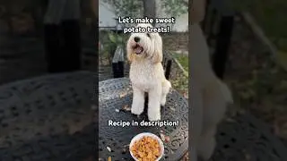 Homemade Sweet Potato Treats! Recipe in description! #labradoodles #recipe
