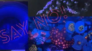 NUDIBRANCH BERGHIA AIPTASIA KILLER SALTWATER AQUARIUM CORAL REEF TANK UPDATE