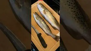 Пятнистая морская форель на ужин! Самая легкая в ловле зимняя морская рыба!