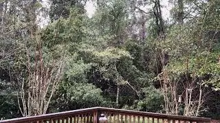 Snow in Florida 1/18/26
