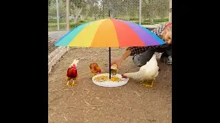 Simple Ideas for Easy Farm Routine 🐔 #shorts #plant #garden #diy #farm #hack